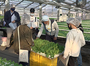 だれがどのように野菜を育てているのかを探ろう｜【体験】収穫しよう　育てようチンゲンサイ