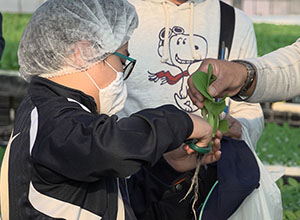 だれがどのように野菜を育てているのかを探ろう｜【体験】収穫しよう　育てようチンゲンサイ